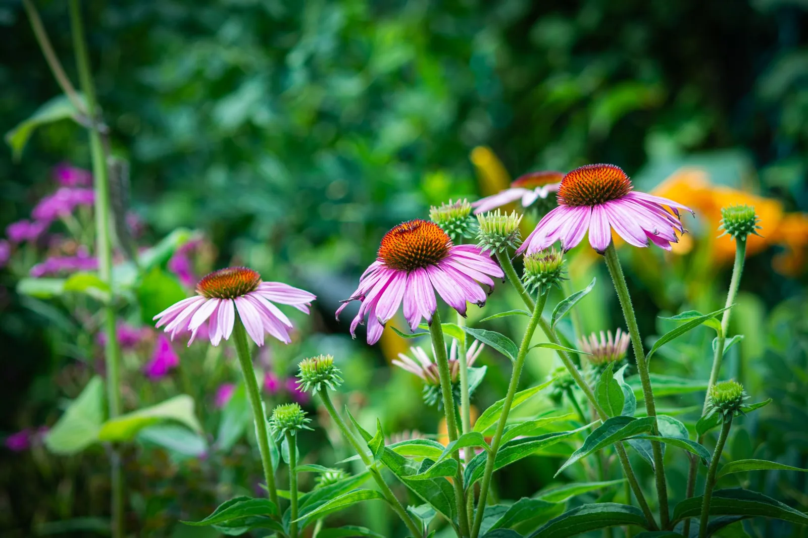 native plants for landscaping