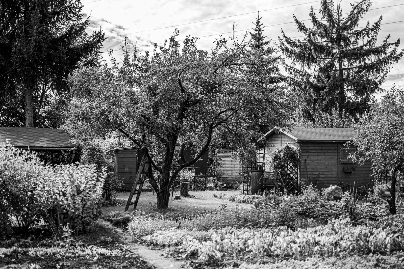 garden shed ideas