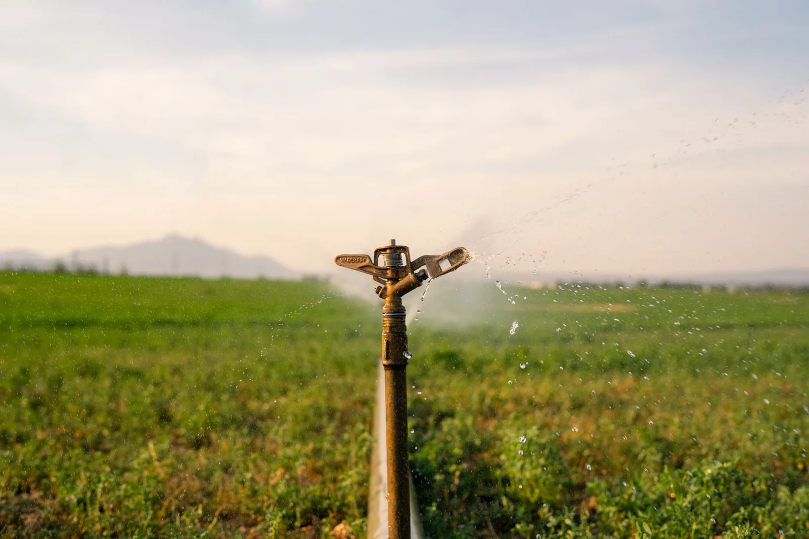 Close-up of water dripping from an irrigation emitter onto garden soil