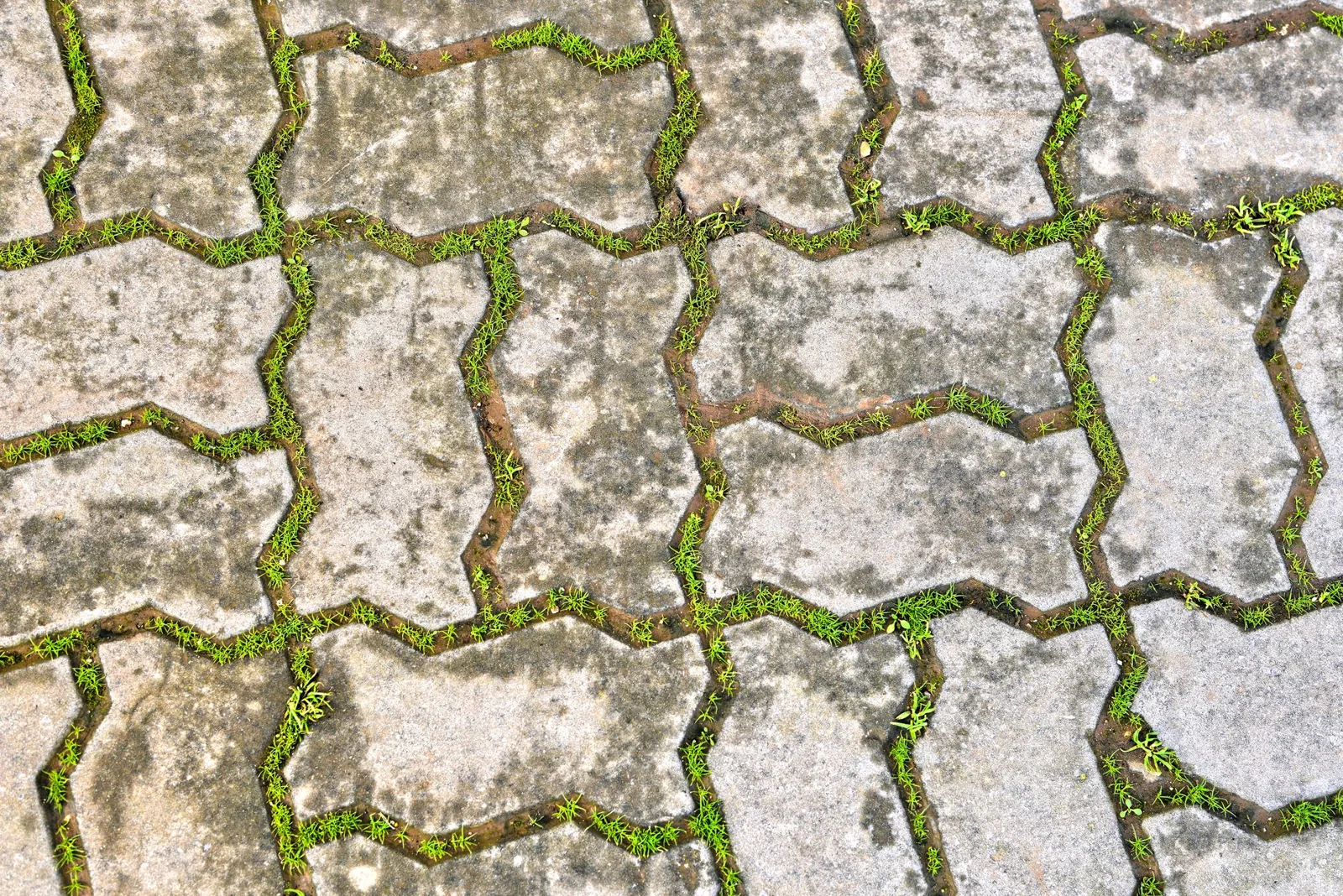 natural stone paver walkway winding through a garden