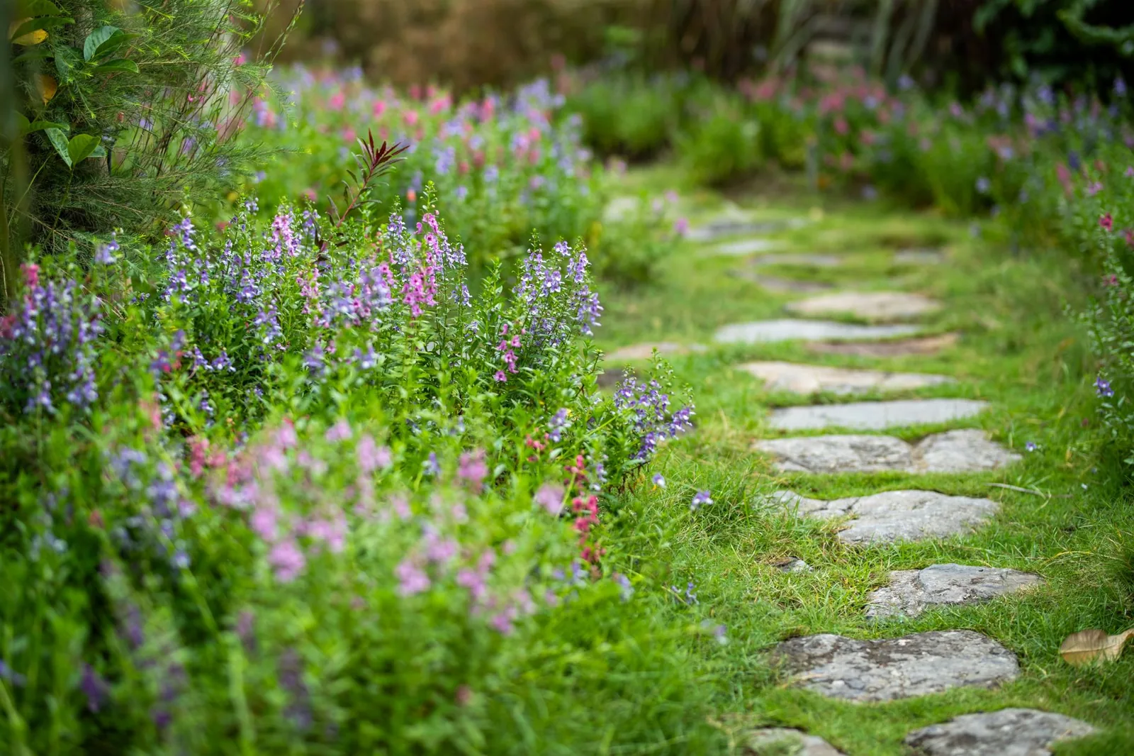 flagstone garden path winding through a flower bed