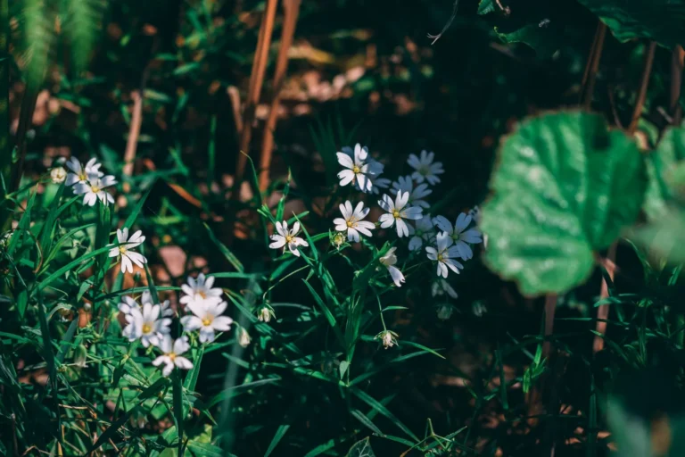 Native Plants for Landscaping: A Complete Guide to a Resilient, Low-Maintenance Yard