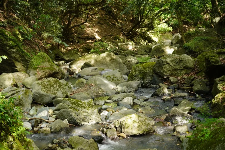Dry Creek Bed Landscaping: Cost, Design, and DIY Guide
