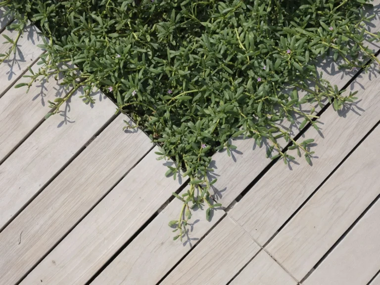 How to Seal a Deck: Step-by-Step Guide for a Lasting Finish