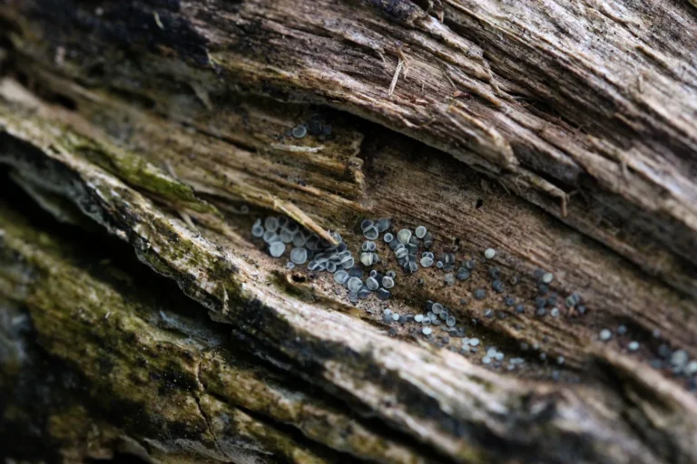 Wood Rot Repair Cost: What Homeowners Actually Pay